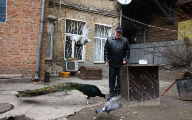 Киевские живодеры повесили на забор убитого павлина
