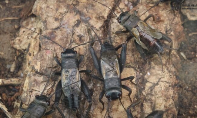 Цвіркуни. Фото знімок екрана Youtube