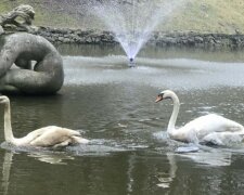 На озеро у Стрийському парку повернулися лебеді. Фото: ЛМР