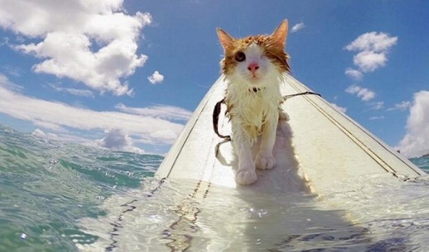 На Гавайях появился одноглазый кот-серфингист (фото, видео)