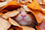 Гороскоп, осень, изображение: Pinterest
