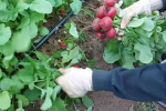 Редиска, город, кадр з відео