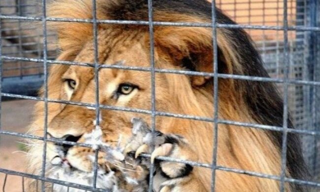 У зоопарку під Маріуполем лев загриз працівника 