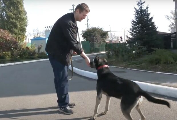 Харківський пес героїчно врятував 32 життя, все місто тисне лапу: "Чотирилапий герой"