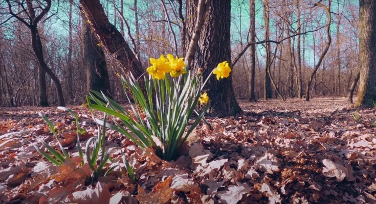весна, скриншот из видео