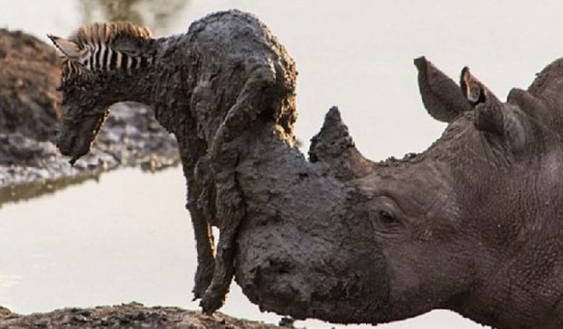Носоріг допомагає лошаті зебри вибратися з болота (фото)