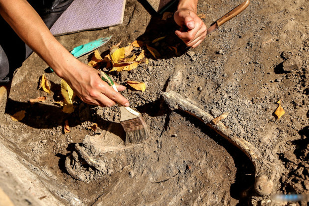 Натоптали: на 800-летних кирпичах нашли следы домашних животных