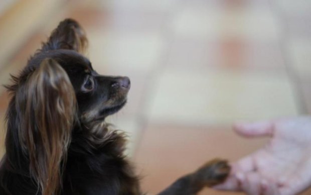 Дві мінімалки: коли собаки живуть краще за багатьох українців