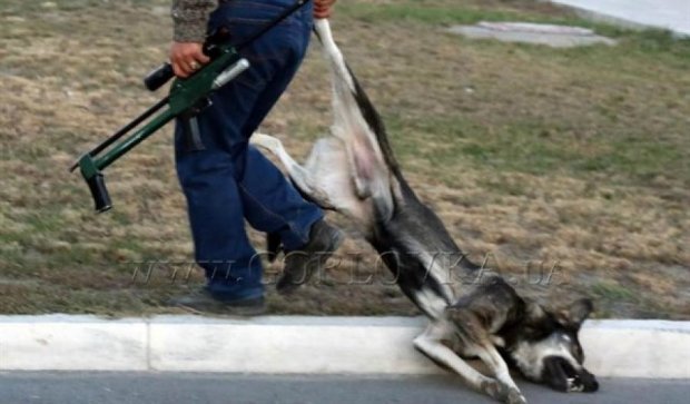  В оккупированной Горловке отстреливают собак из автомата 