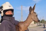 На Прикарпатті довгоногу красуню витягли зі смертельної пастки - втекла до лісу
