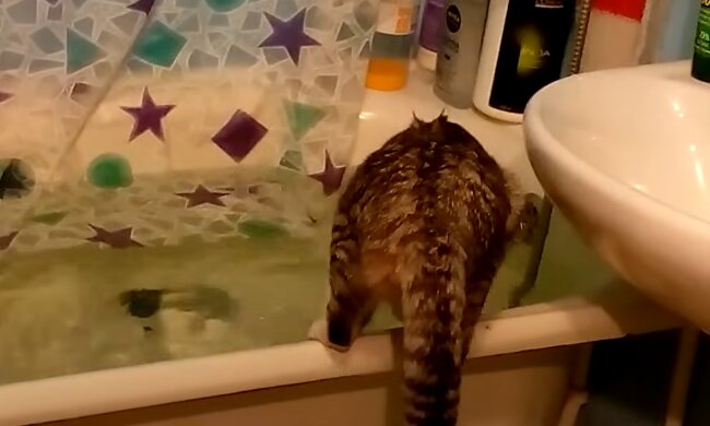 Котик у ванній, кадр з відео