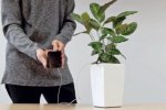 Домашнее растение зарядит смартфон