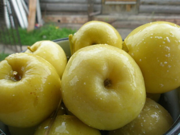 Маринованные яблоки, фото 1000.menu