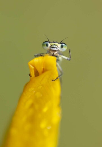 Найкращі кадри природи, фото: Comedy Wildlife Photography Awards