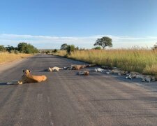 Леви на карантині, фото Twitter Kruger National Park