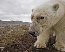 Российскую метеостанцию захватили белые медведи