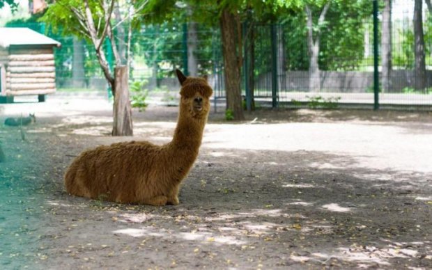 Четыре трупа: в Николаевском зоопарке случилась дикая трагедия 