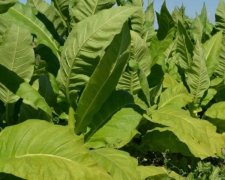 У тютюні знайшли ліки від раку