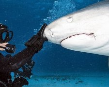Водолаз заглянув у пащу акули 
