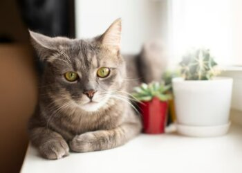Котик. Фото Freepik