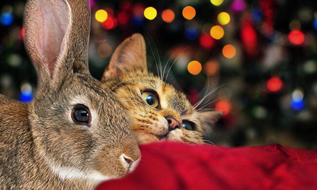 Символы 2023 года, фото из свободных источников