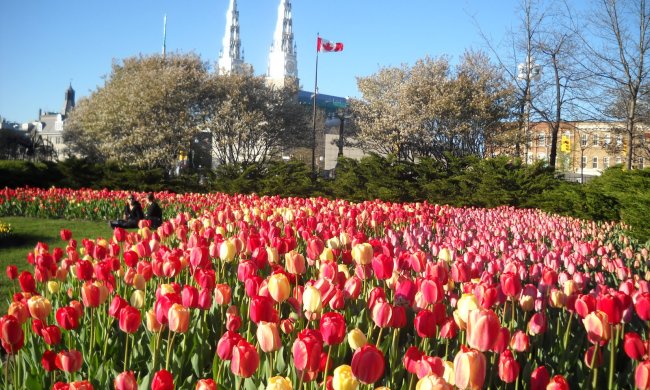 10 мая: какой сегодня праздник - история и традиции