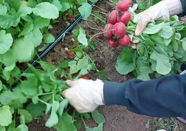 27 дней до собственного урожая: какие овощи успеют вызреть на грядке даже в августе