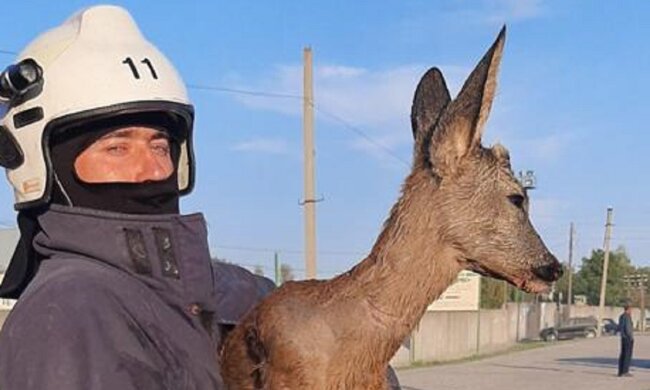 На Прикарпатті довгоногу красуню витягли зі смертельної пастки - втекла до лісу