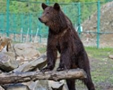 У ведмедів з реабілітаційного центру на Закарпатті закінчилася їжа