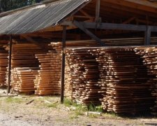 Житомирские "дельцы" экспортировали нелегальную древесину