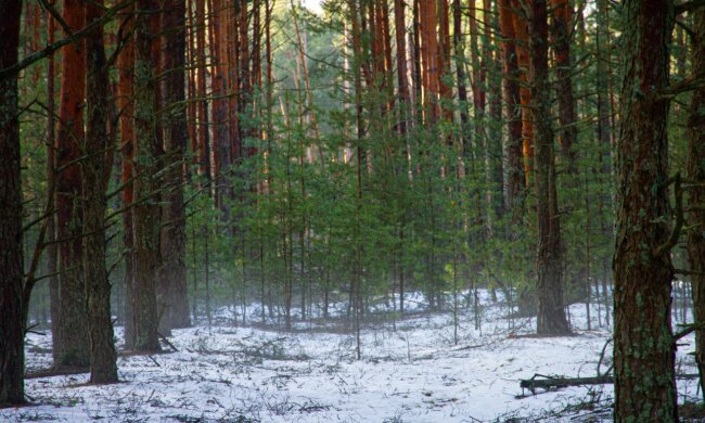 Фото: заповедник ЧАЭС