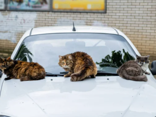 Котики на капоті машини / фото: depositphotos