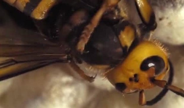 Ученые показали рождение осы в деталях (ВИДЕО)