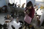Коти у квартирі у Львові, фото: То є Львів