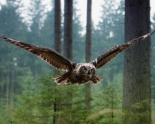 Загадочное озеро Синевир показали с высоты птичьего полета