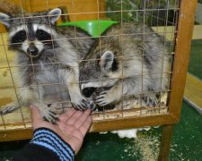 Невозможно смотреть: бессердечные бизнесмены уничтожили весь зоопарк