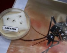 Опасный вирус Зика украинцам не угрожает