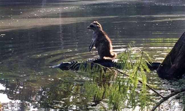 Енот оседлал аллигатора в США