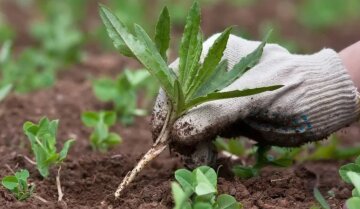 Процесс прополки огорода. Фото: Plant Care Today