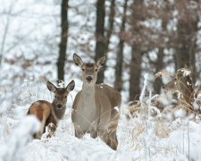 Сегодня народный праздник Васильев день 12 февраля: поверья и приметы