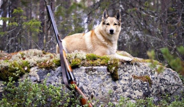 На Одещині собака підстрелив мисливця