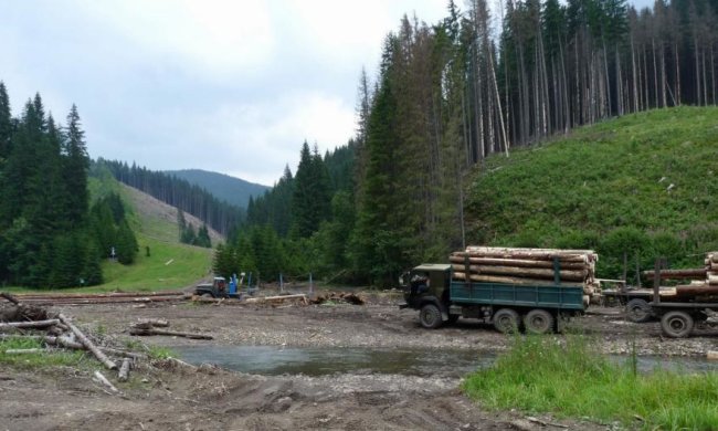 Лісник, що проштрафився, не зміг відновитися на посаді