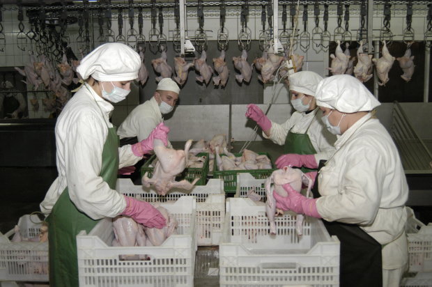 виробництво курятини