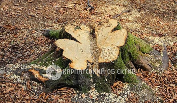 На Закарпатье по-варварски вырубают лес (фото)