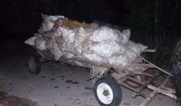 Грабіжники намагалися вивезти 52 мішка радіоактивних яблук з Чорнобиля