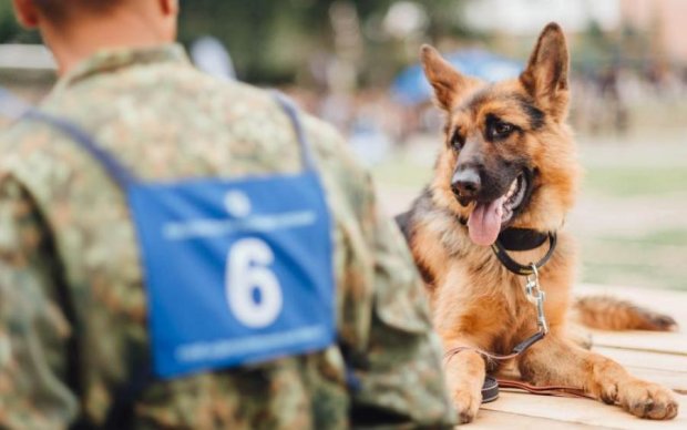 Чотирилапі у погонах: де служать найкращі службові собаки України