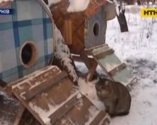 Харків'янин побудував котячий хостел в палісаднику