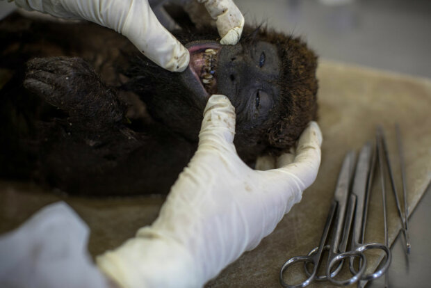 Мертва мавпа, фото: Getty Images