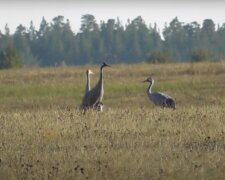 журавли, скриншот из видео