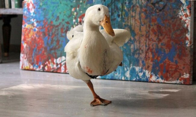 Картины одесской утки-художницы продают по 100$ 